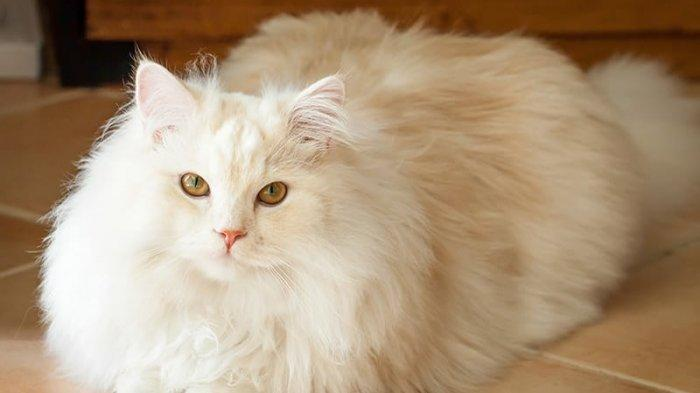 Cara Merawat Bulu Kucing Agar Tidak Mudah Rontok