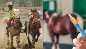 Atlit Binaragawan Berhasil Menjadi Juara Balab Kuda Liar